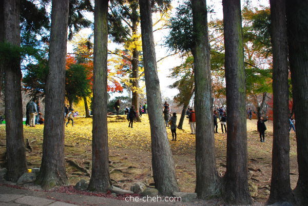 Trees @ Nara